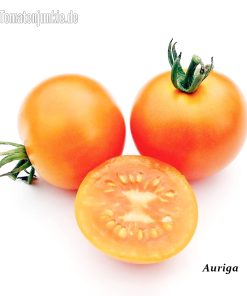 Auriga