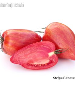 Striped Roman